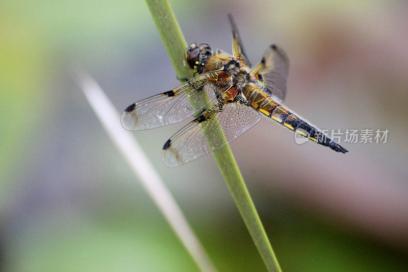 英国褐蜻蜓图像/普通蜻蜓/四斑蜻蜓(Libellula quadrimaculata)